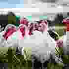 iconbg2
